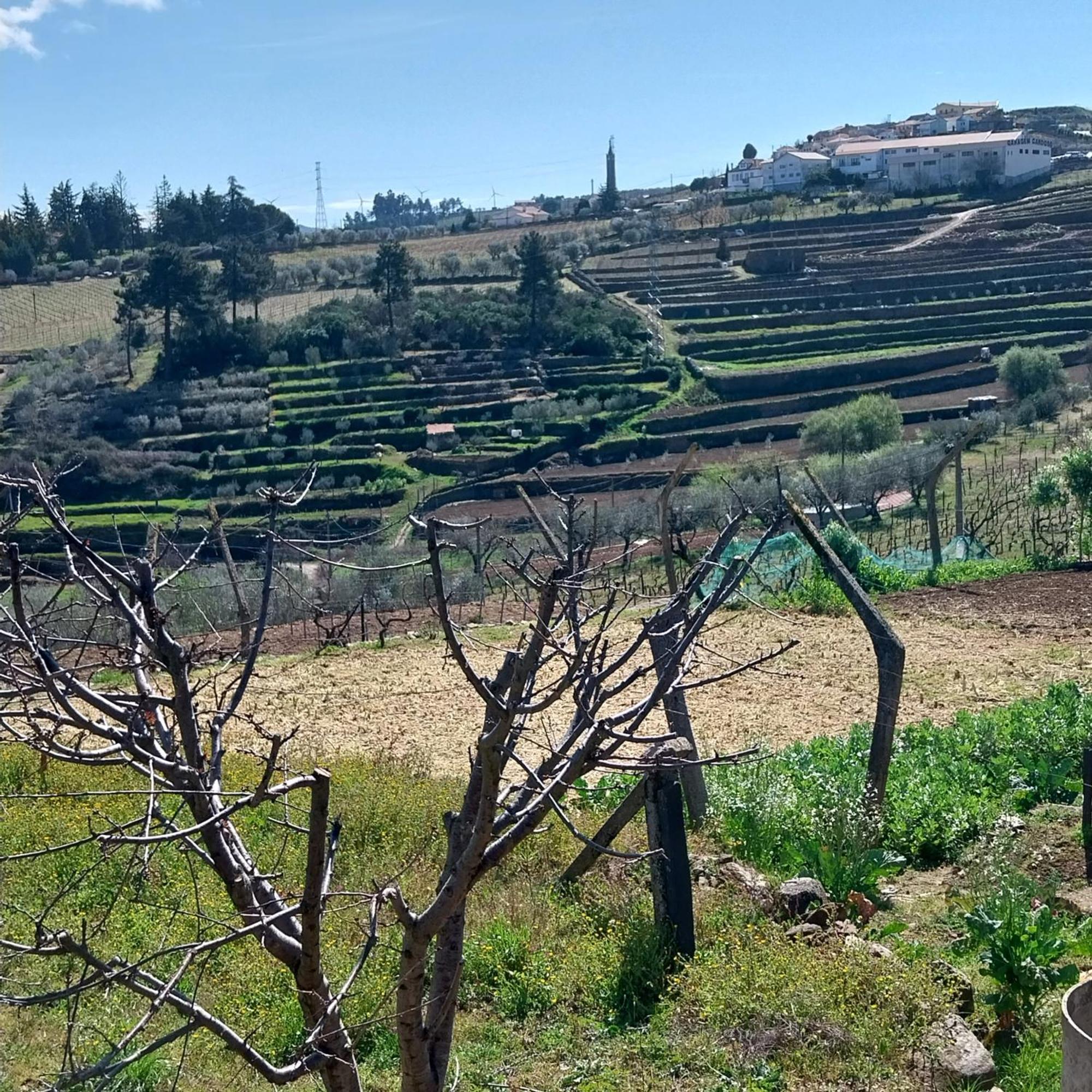 Douro Feels Like Home Fontelo  Luaran gambar